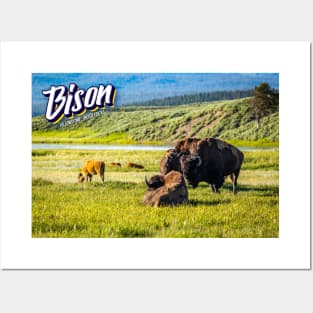 Bison at Yellowstone Posters and Art